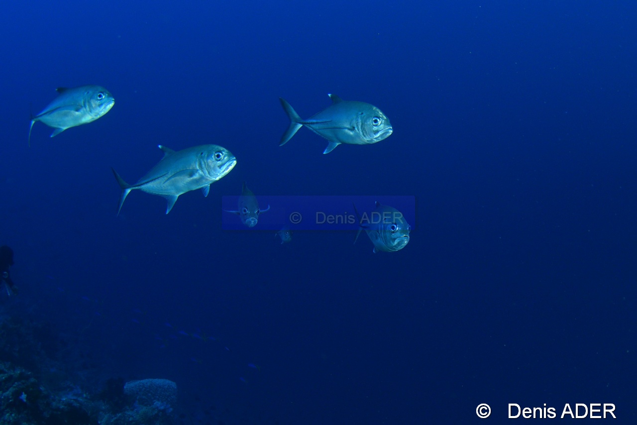Caranx sexfasciatus Carangue a gros yeux-Wakatobi Batuata Island-22m-20180603-Denis-ADER-DSC_3567_tn.jpg
